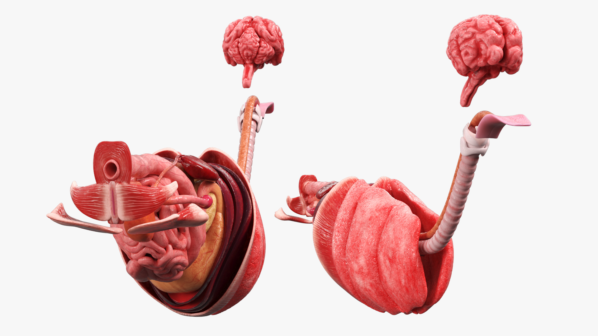 Cat Internal Organs Anatomy Structure, view 4