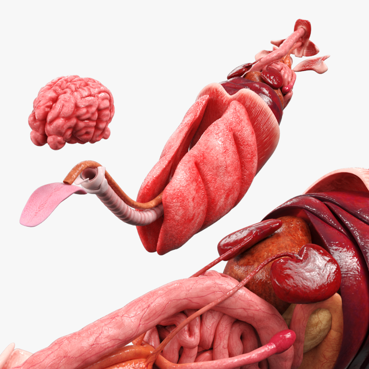 Cat Internal Organs Anatomy Structure