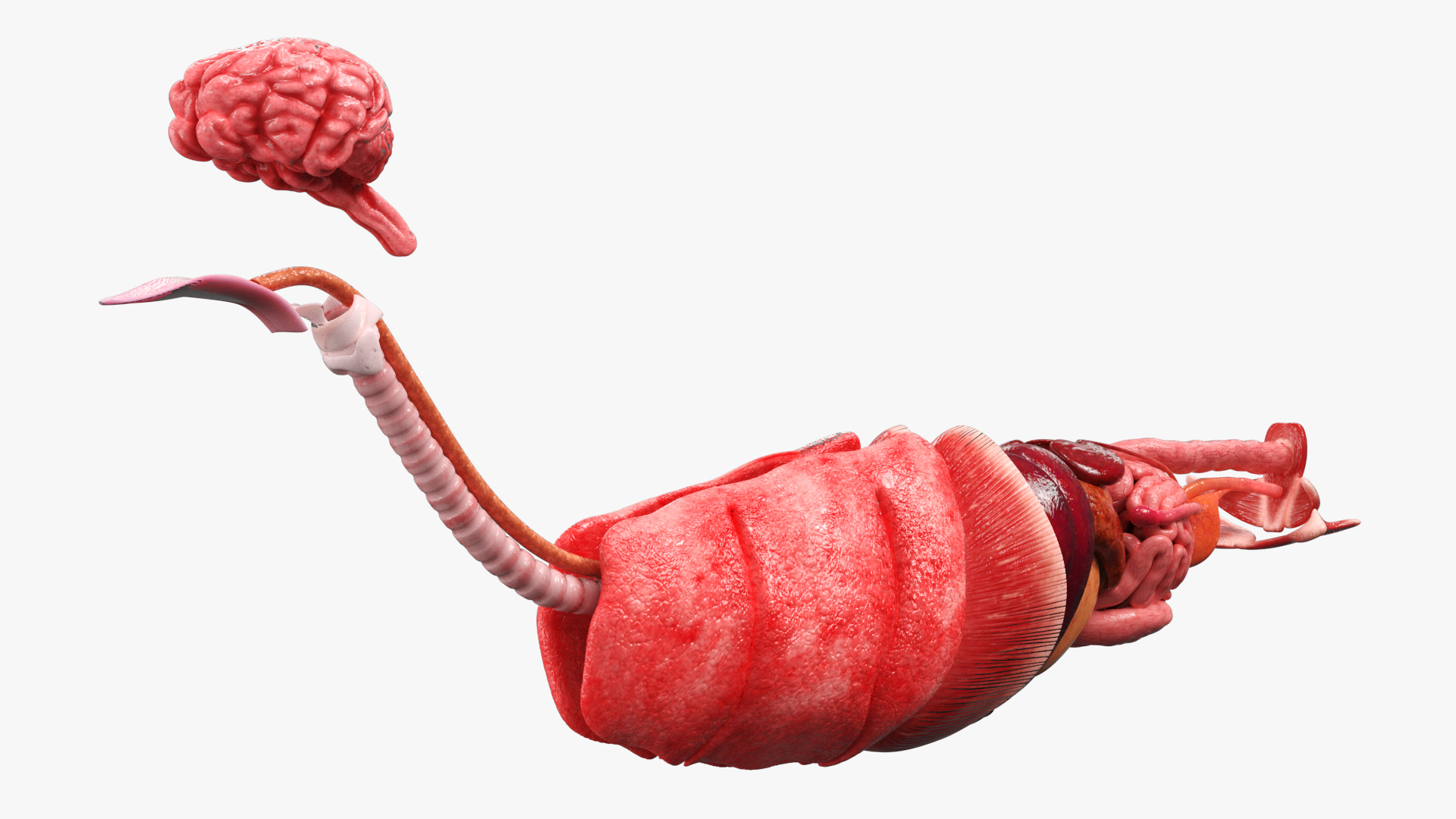 Cat Internal Organs Anatomy Structure