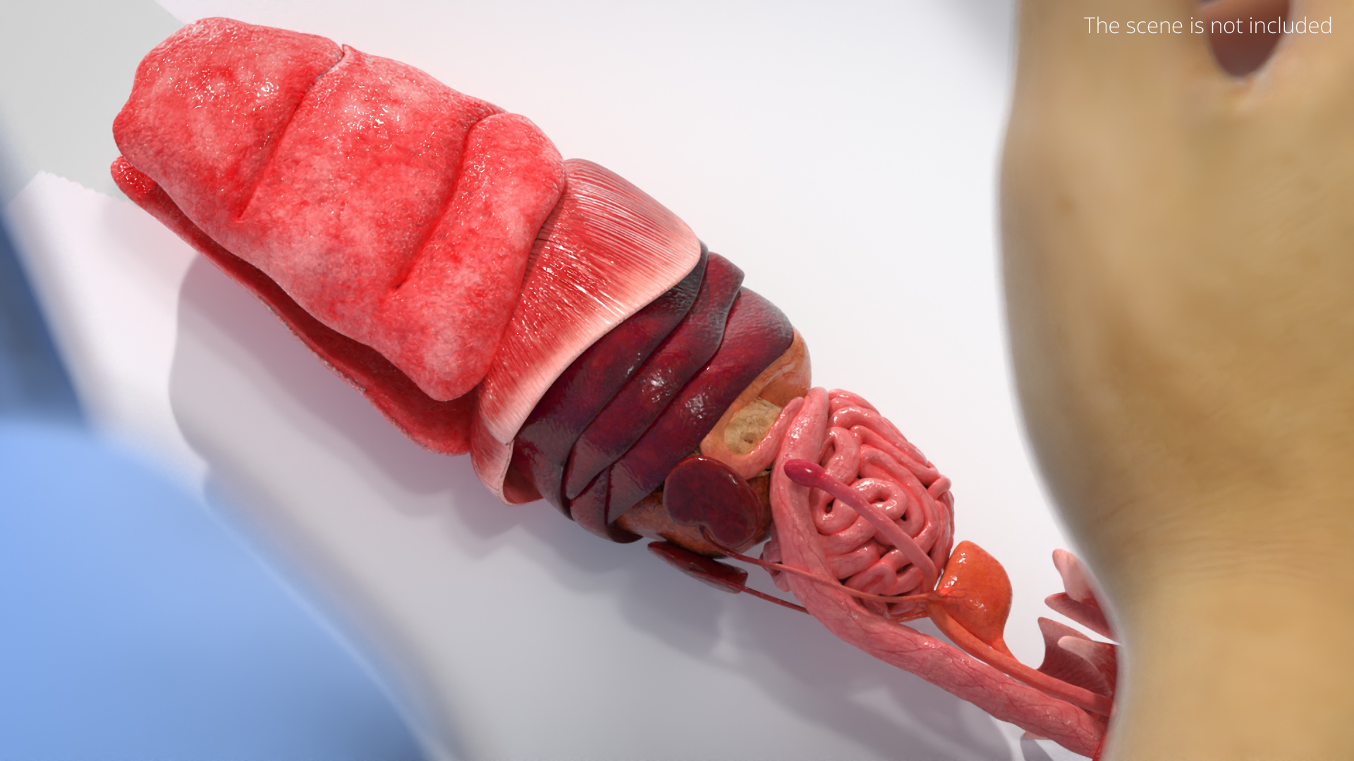 Cat Internal Organs Anatomy Structure, view 2