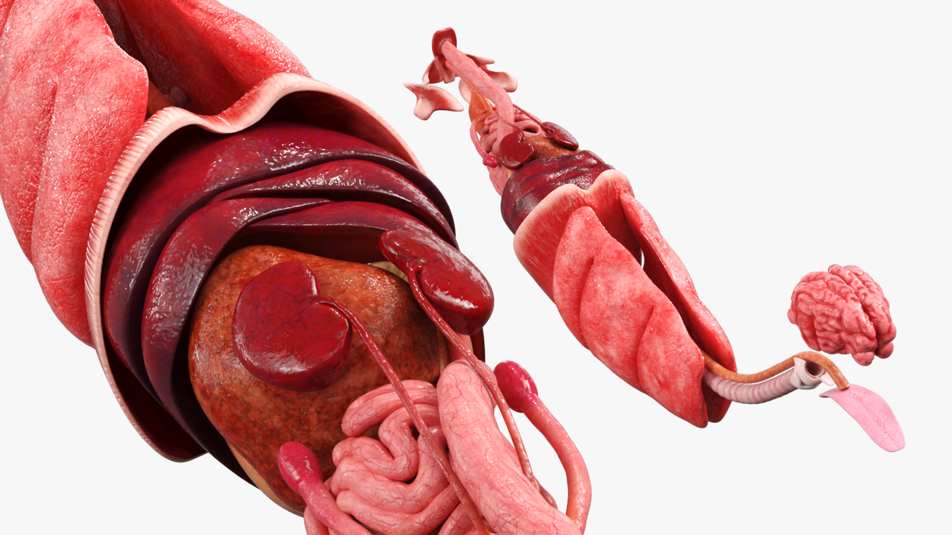 Cat Internal Organs Anatomy Structure, view 5