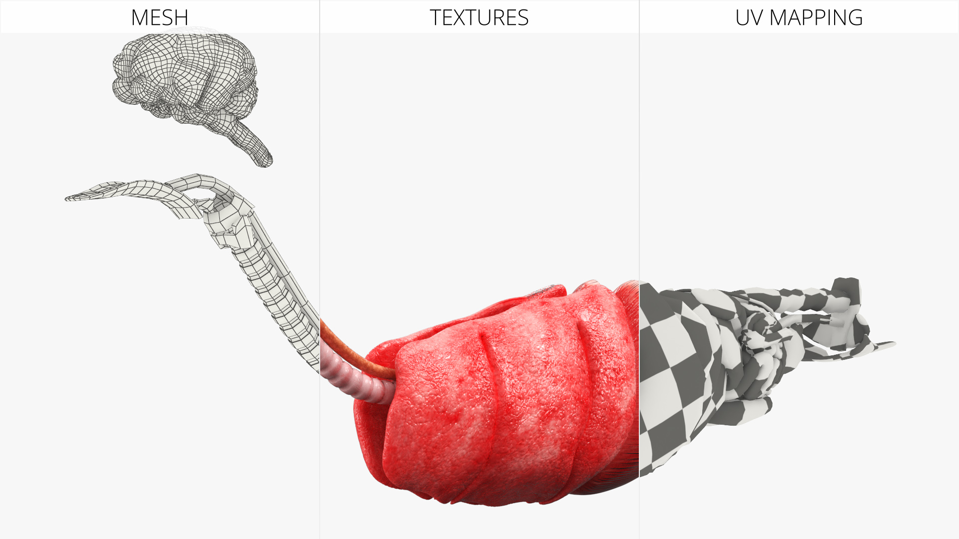 Cat Internal Organs Anatomy Structure, view 11