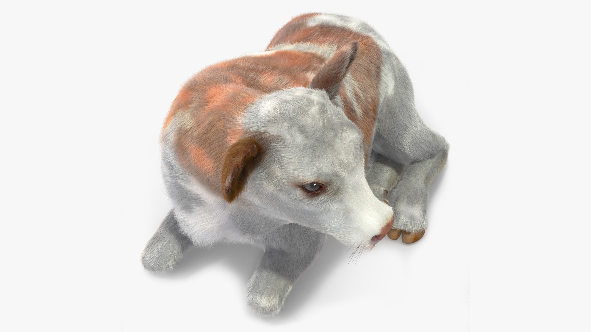 3D Cow Calf in Lying Pose Fur
