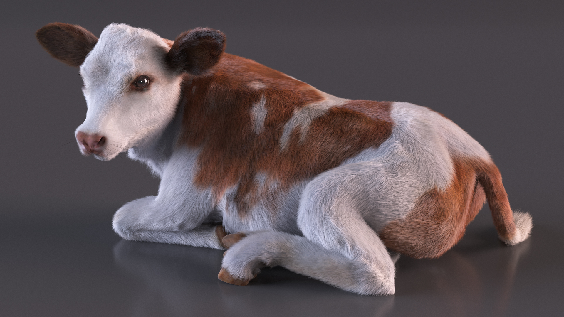 3D Cow Calf in Lying Pose Fur