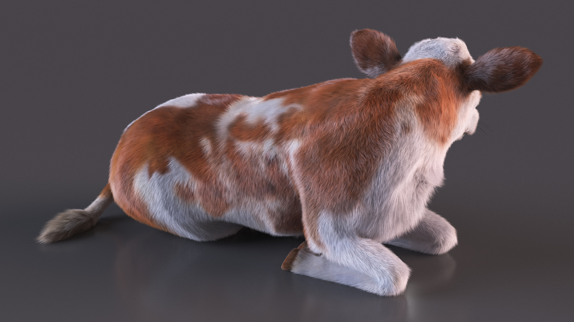 3D Cow Calf in Lying Pose Fur