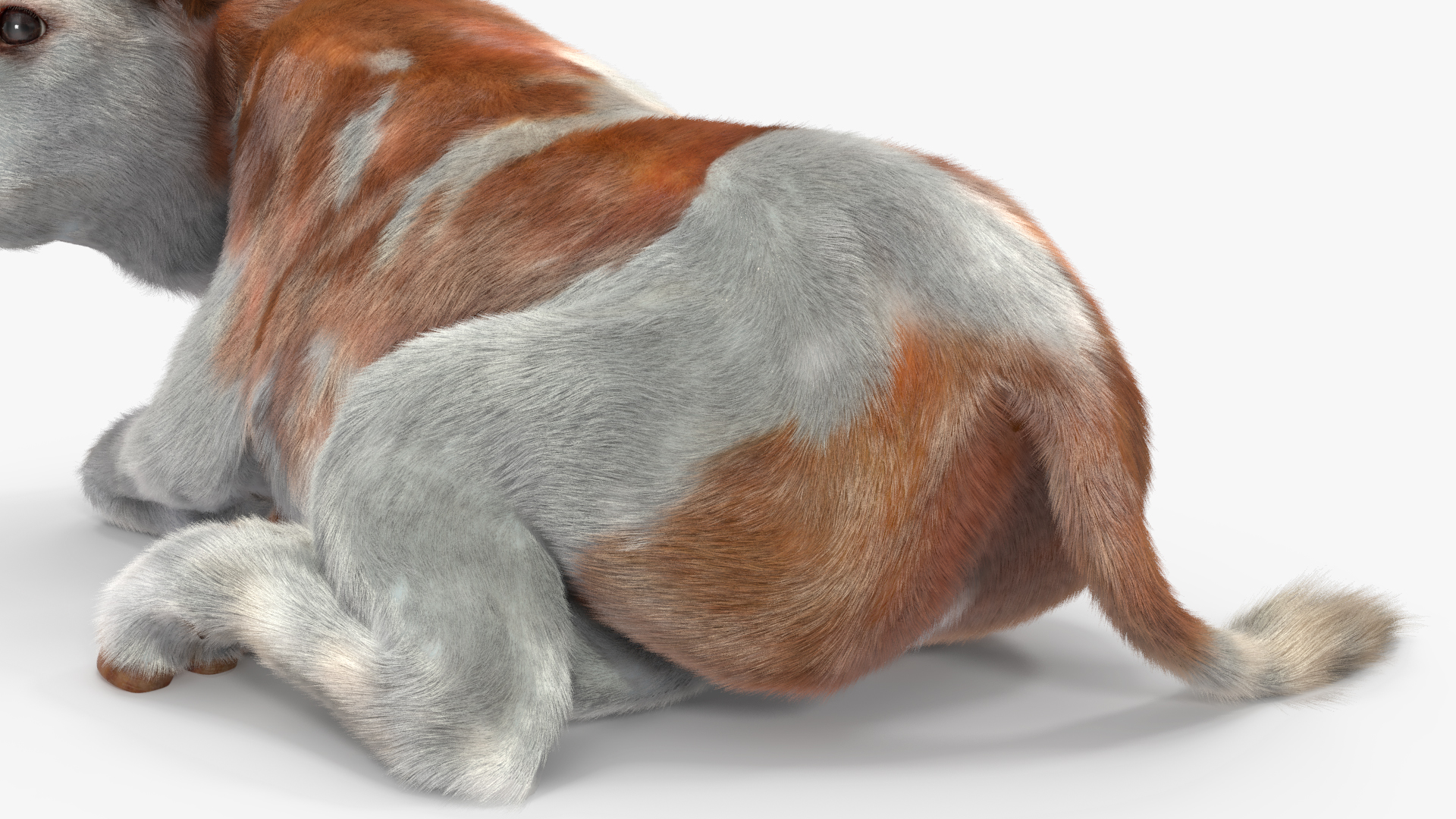 3D Cow Calf in Lying Pose Fur