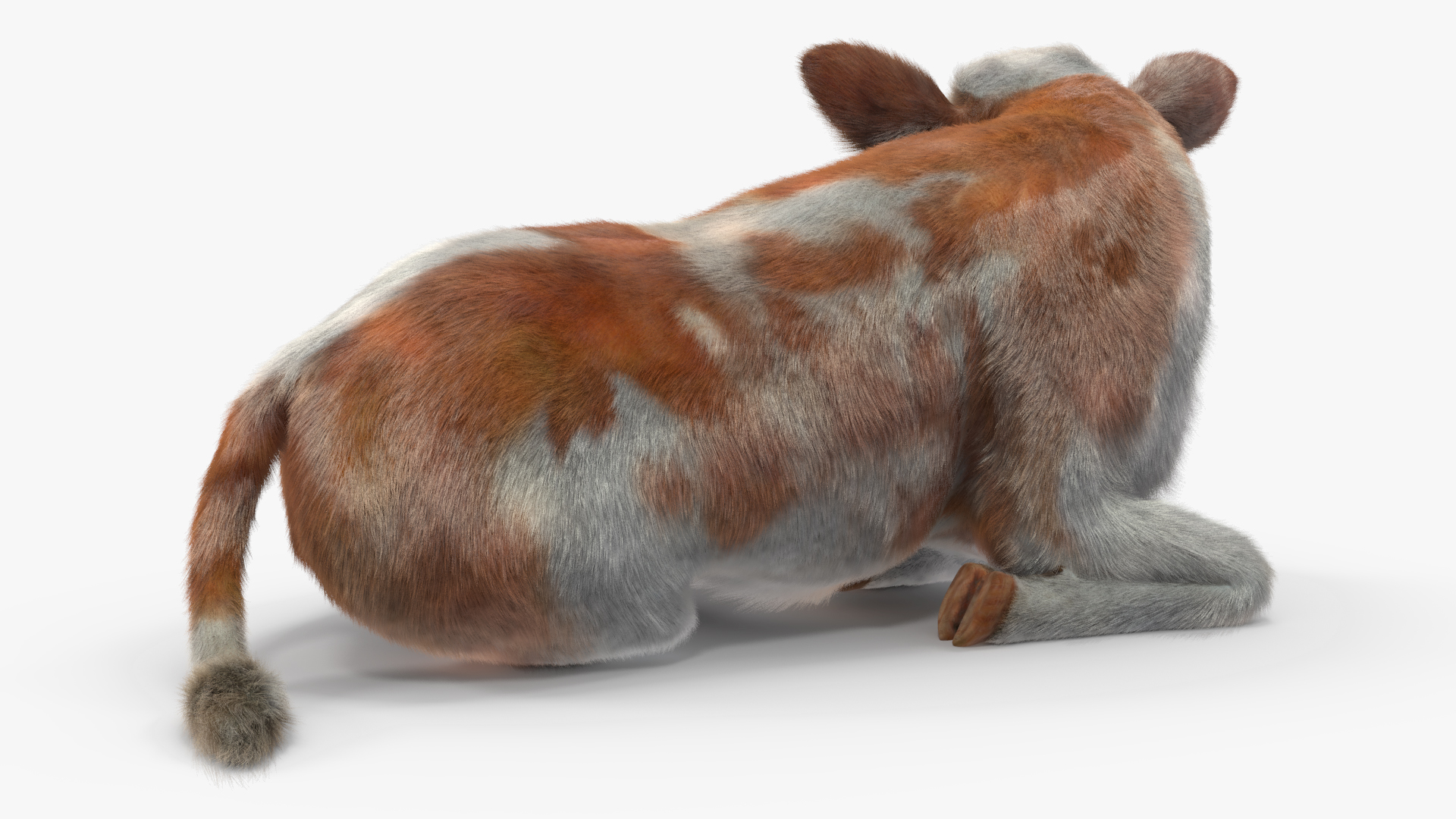3D Cow Calf in Lying Pose Fur