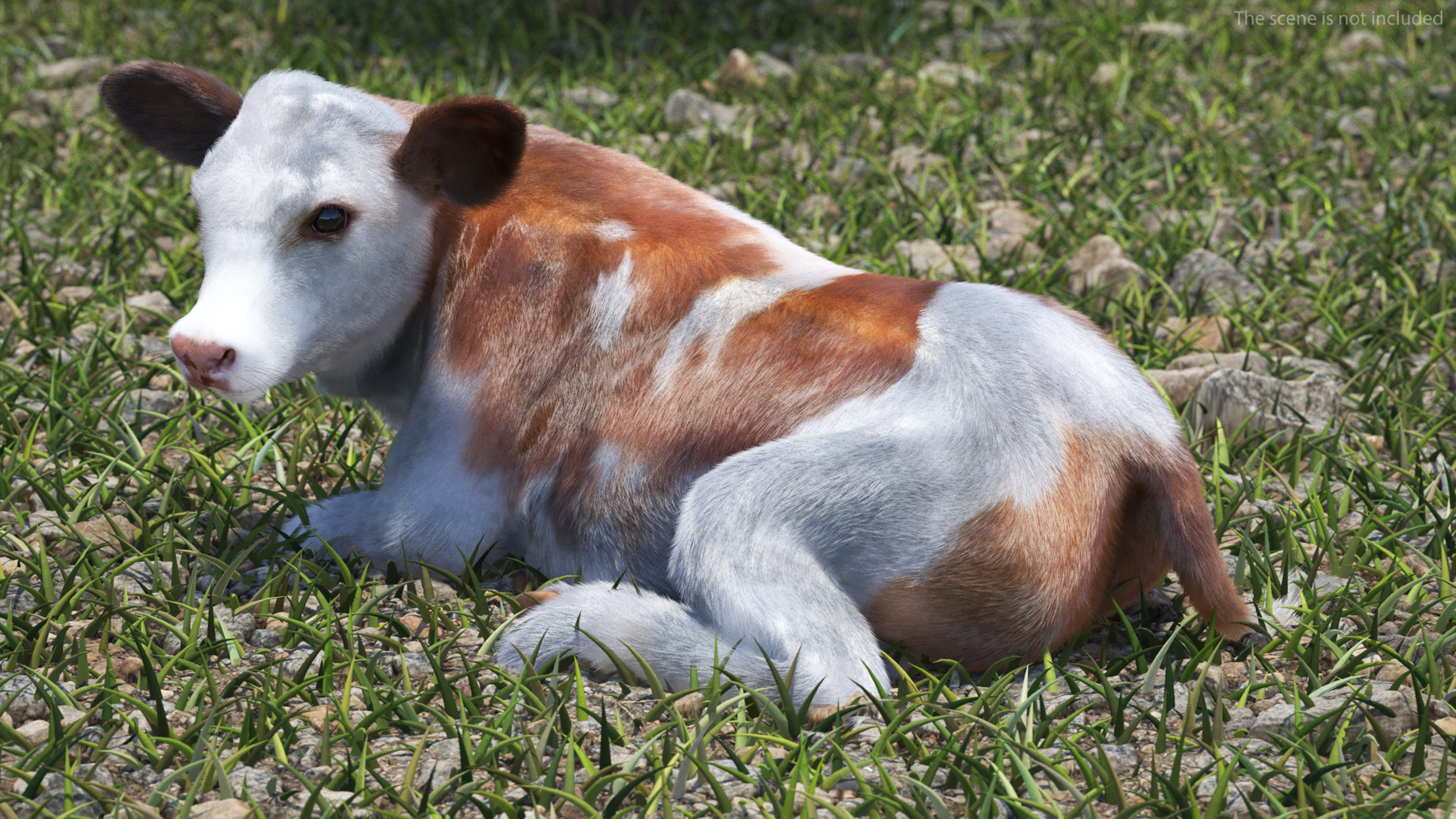 3D Cow Calf in Lying Pose Fur
