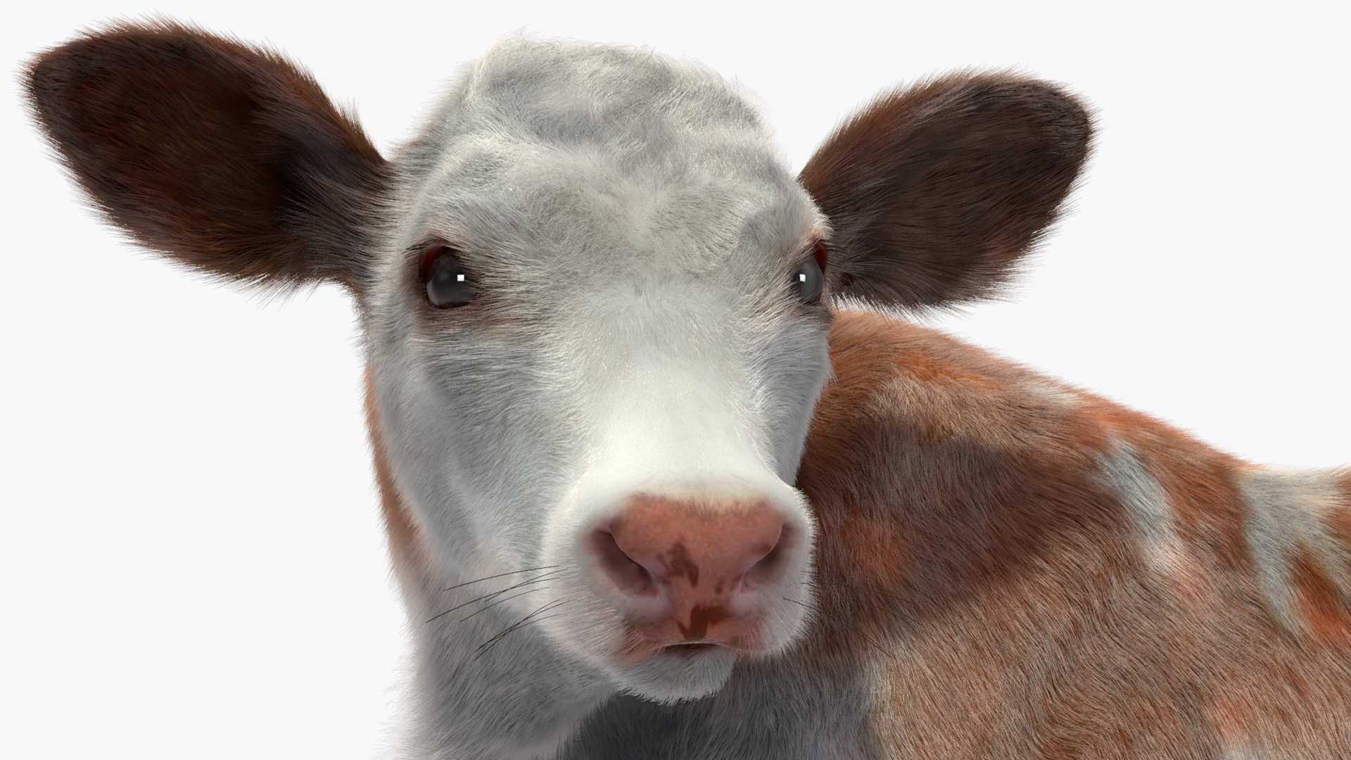3D Cow Calf in Lying Pose Fur