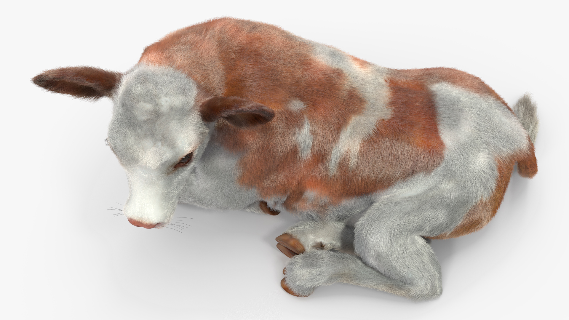 3D Cow Calf in Lying Pose Fur