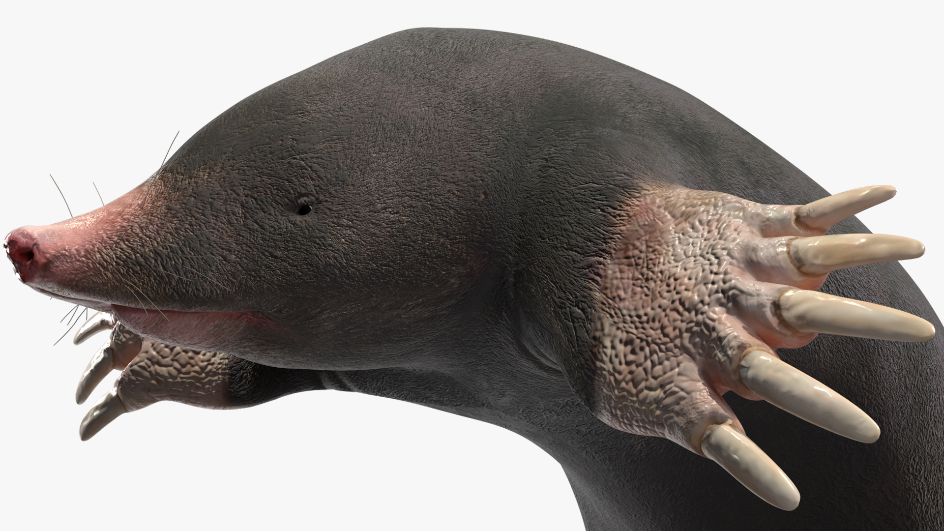 3D Mole Animal