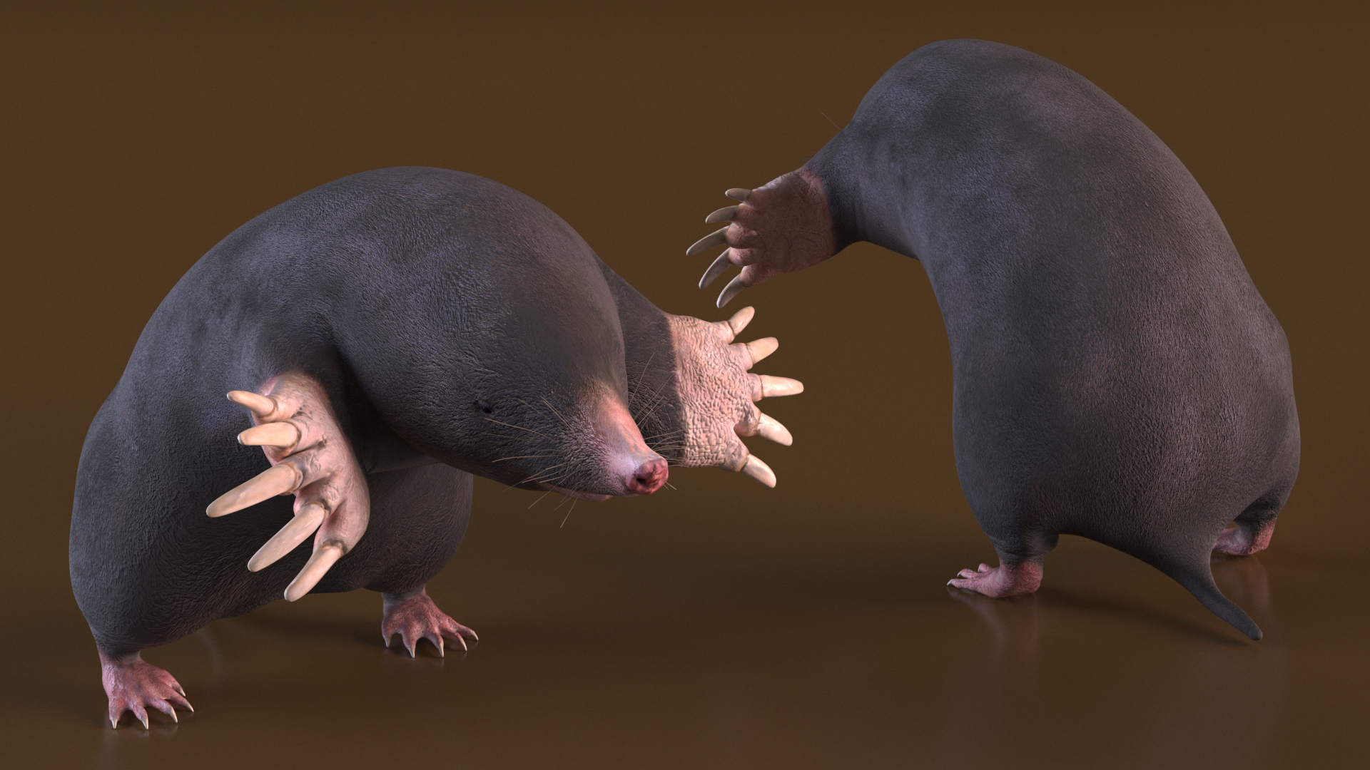 3D Mole Animal