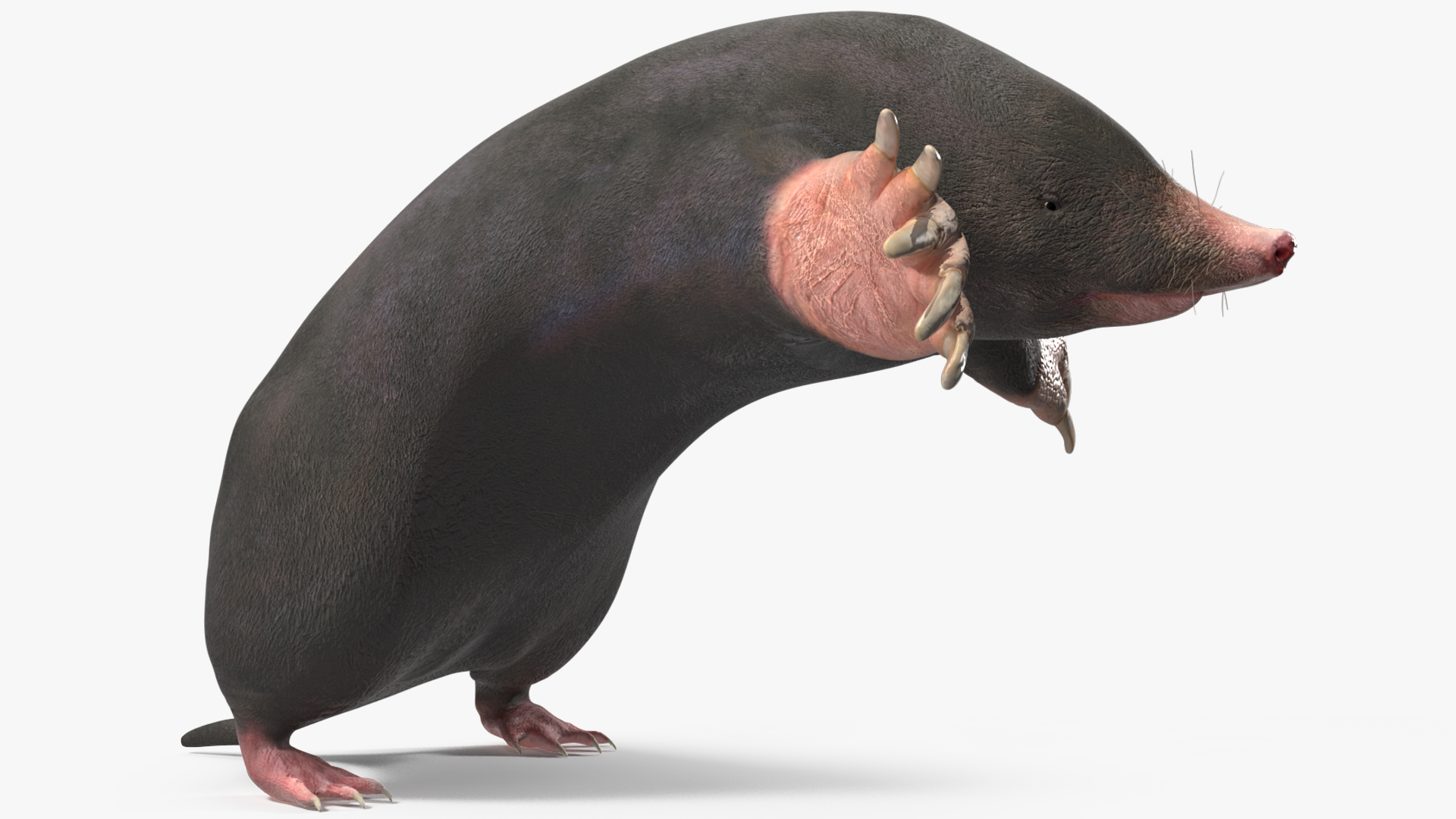 3D Mole Animal