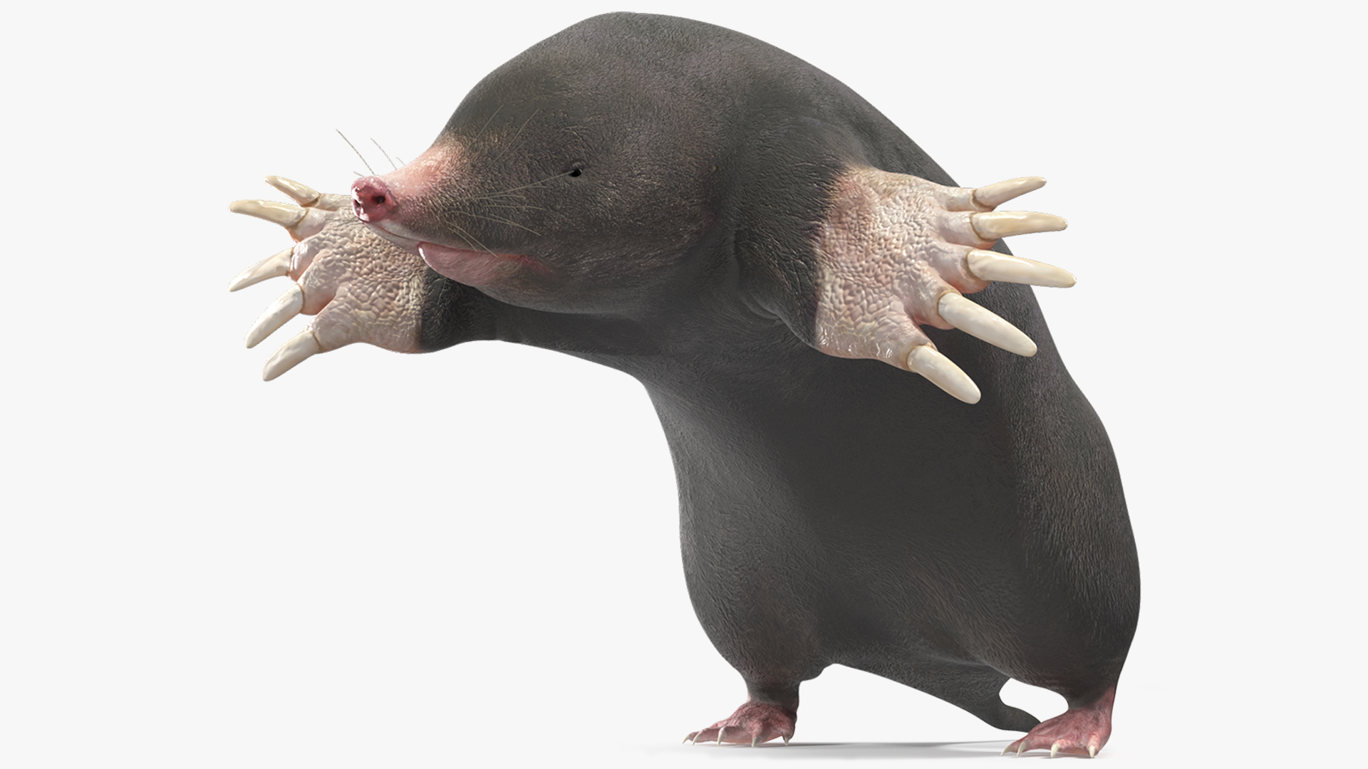 3D Mole Animal