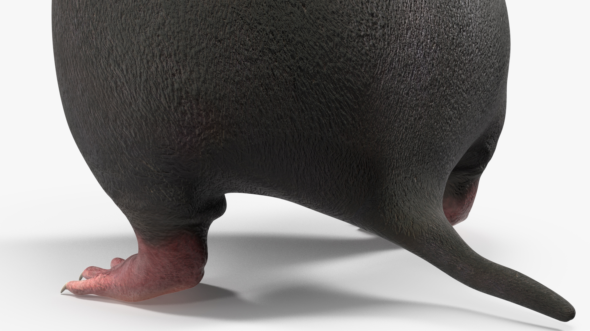 3D Mole Animal