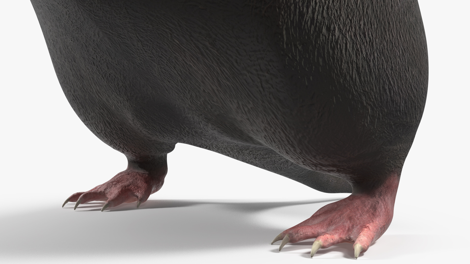 3D Mole Animal