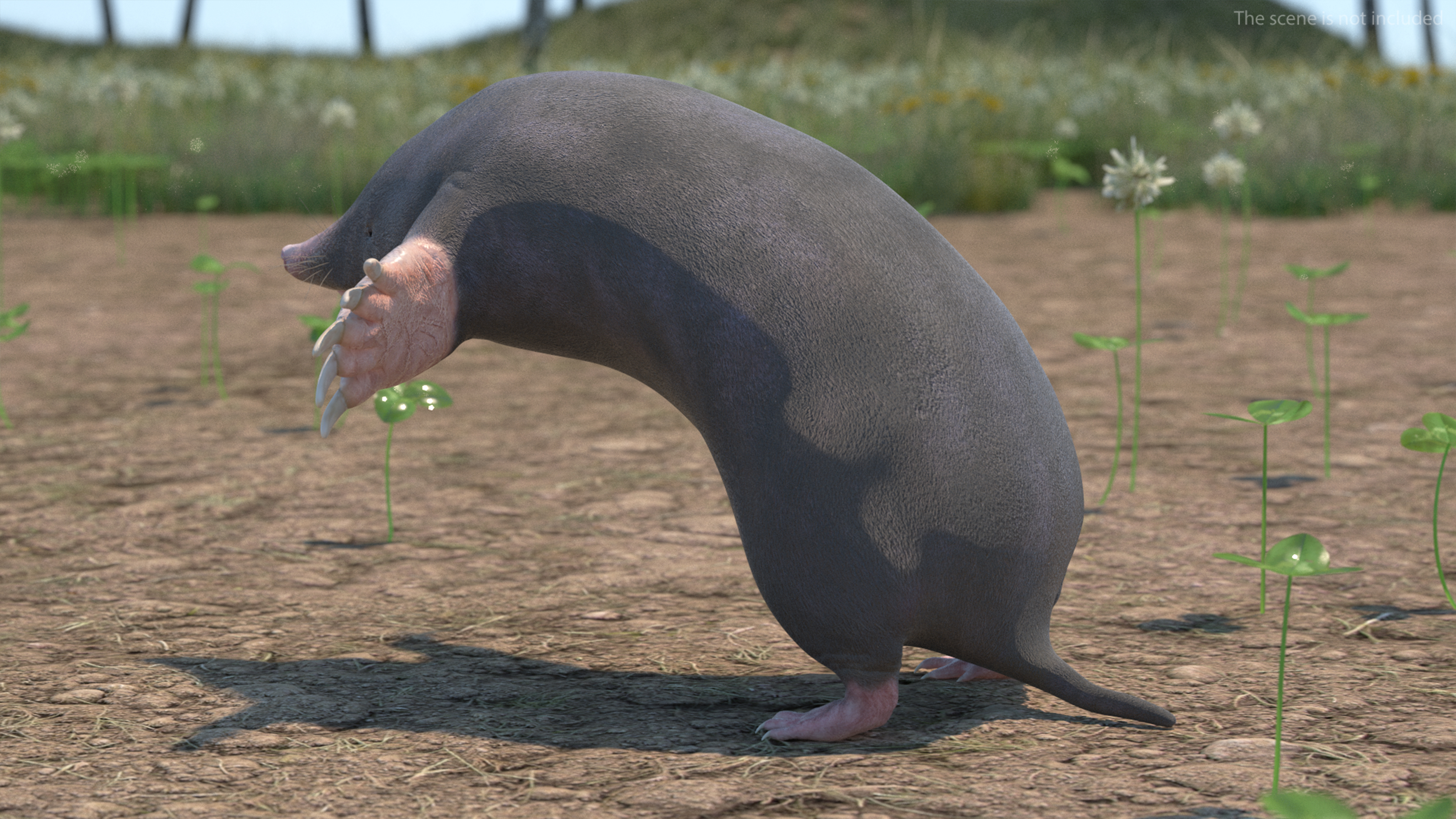 3D Mole Animal
