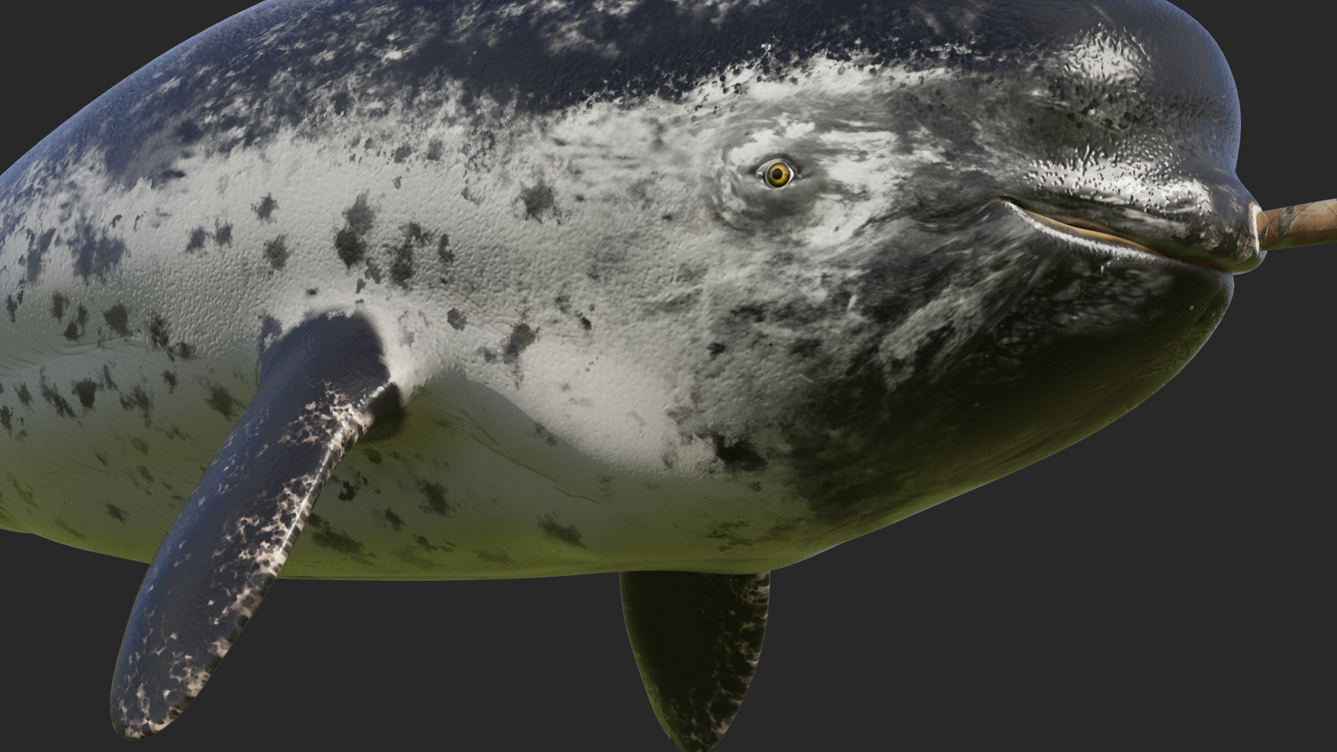 3D Toothed Whale Narwhal Rigged model