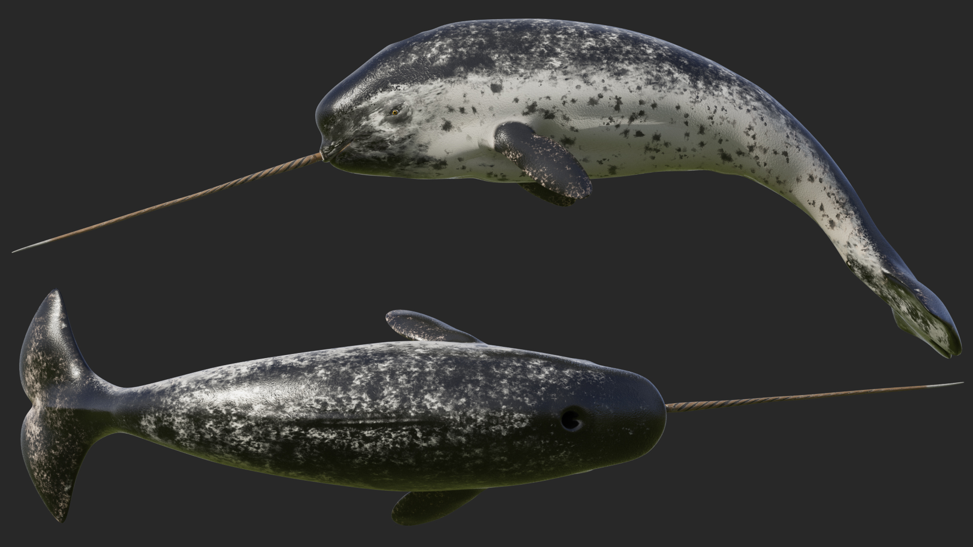 3D Toothed Whale Narwhal Rigged model