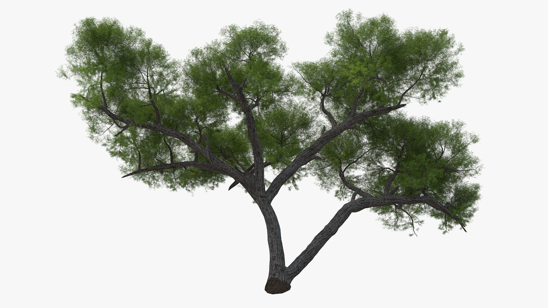 African Acacia Tree 3D model