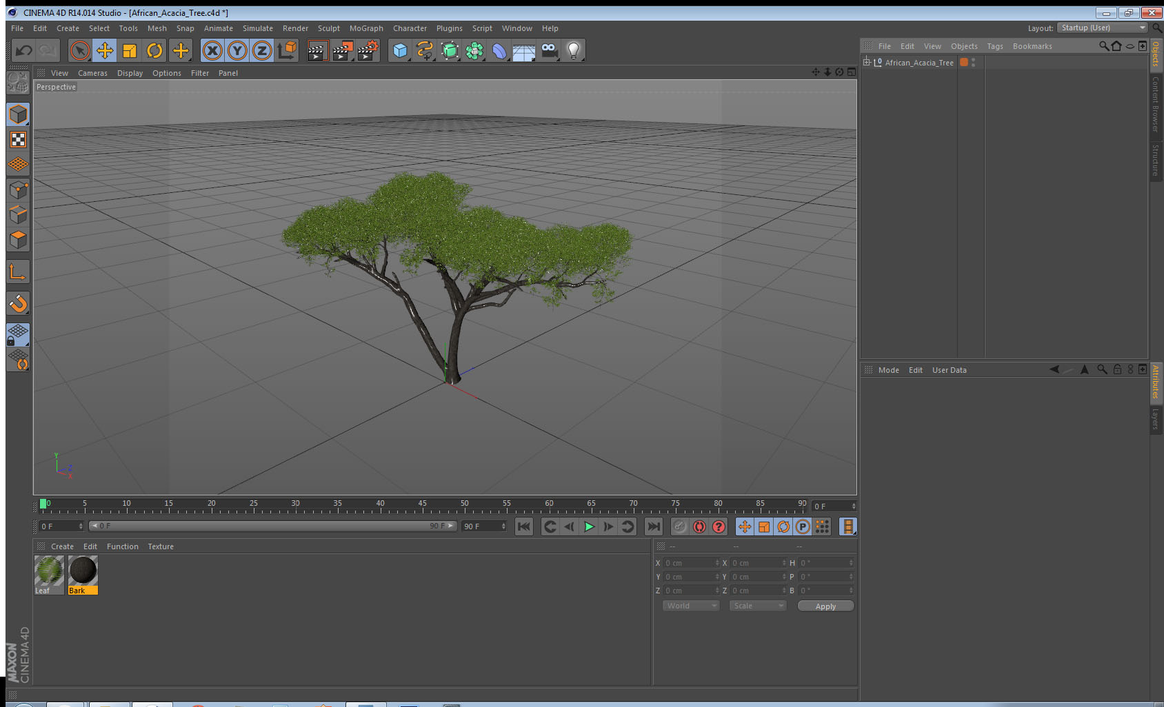 African Acacia Tree 3D model