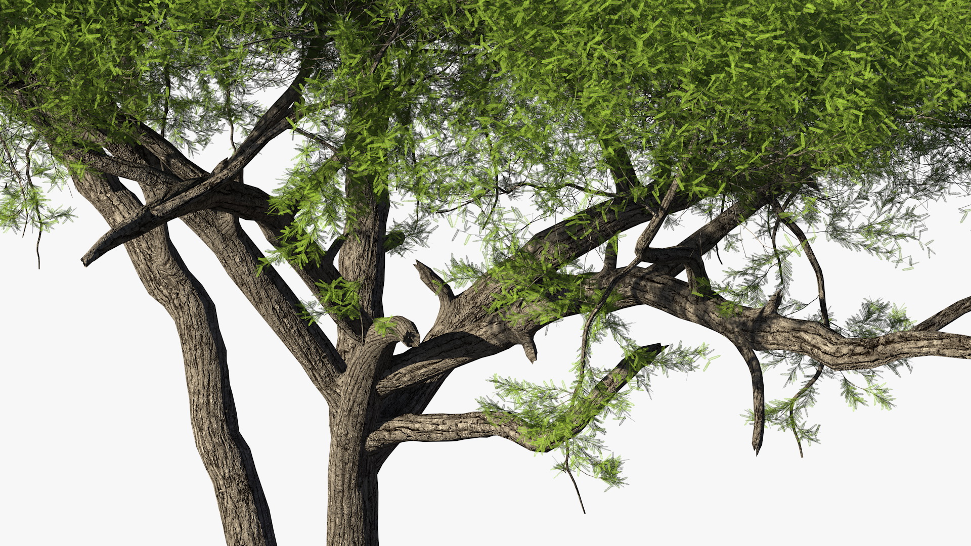 African Acacia Tree 3D model