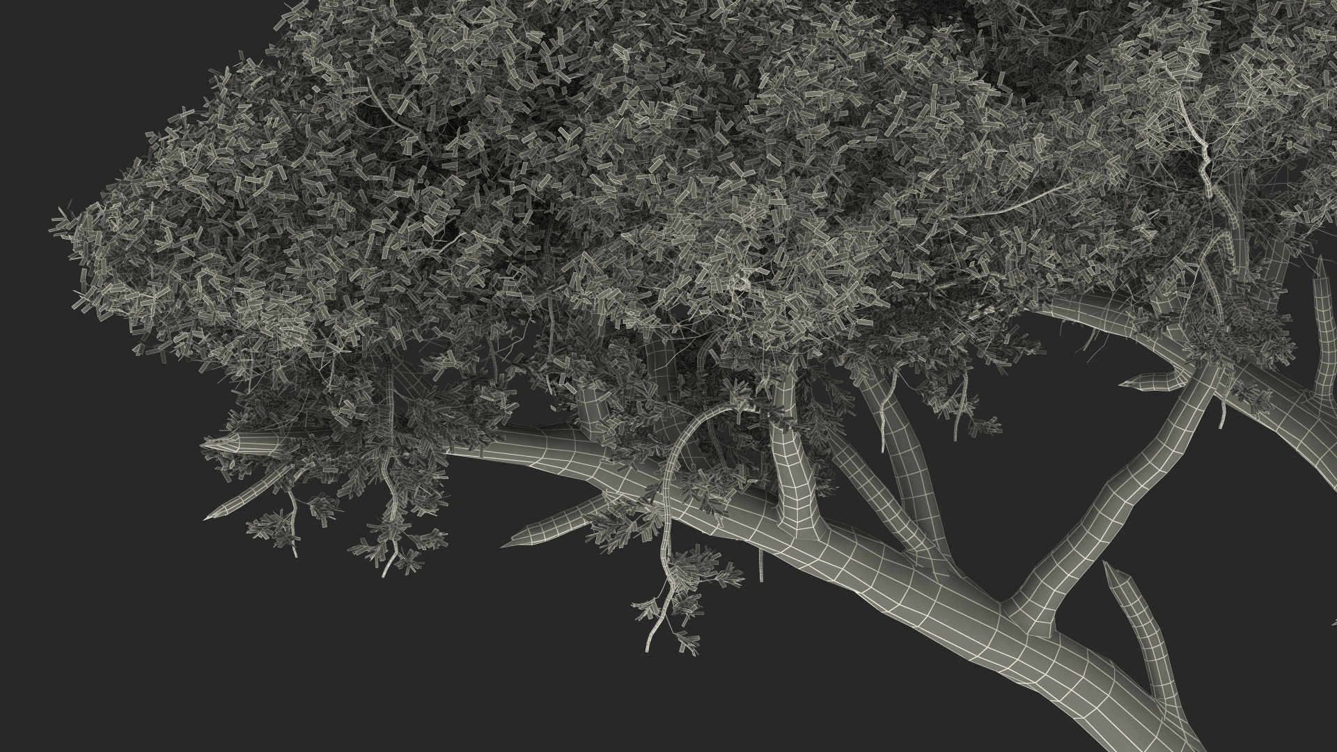 African Acacia Tree 3D model