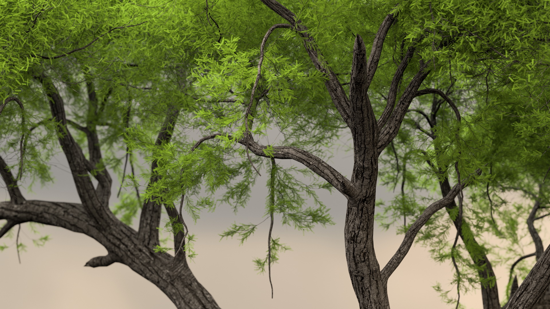 African Acacia Tree 3D model