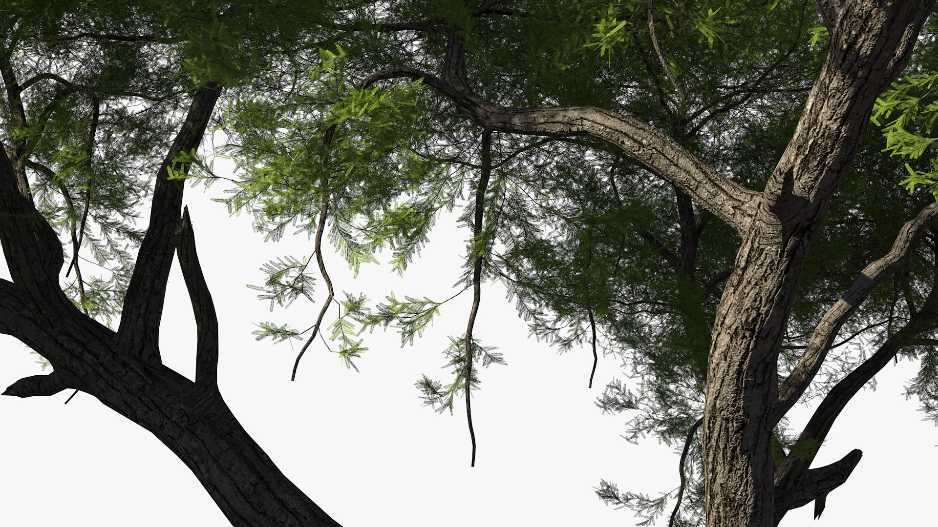 African Acacia Tree 3D model