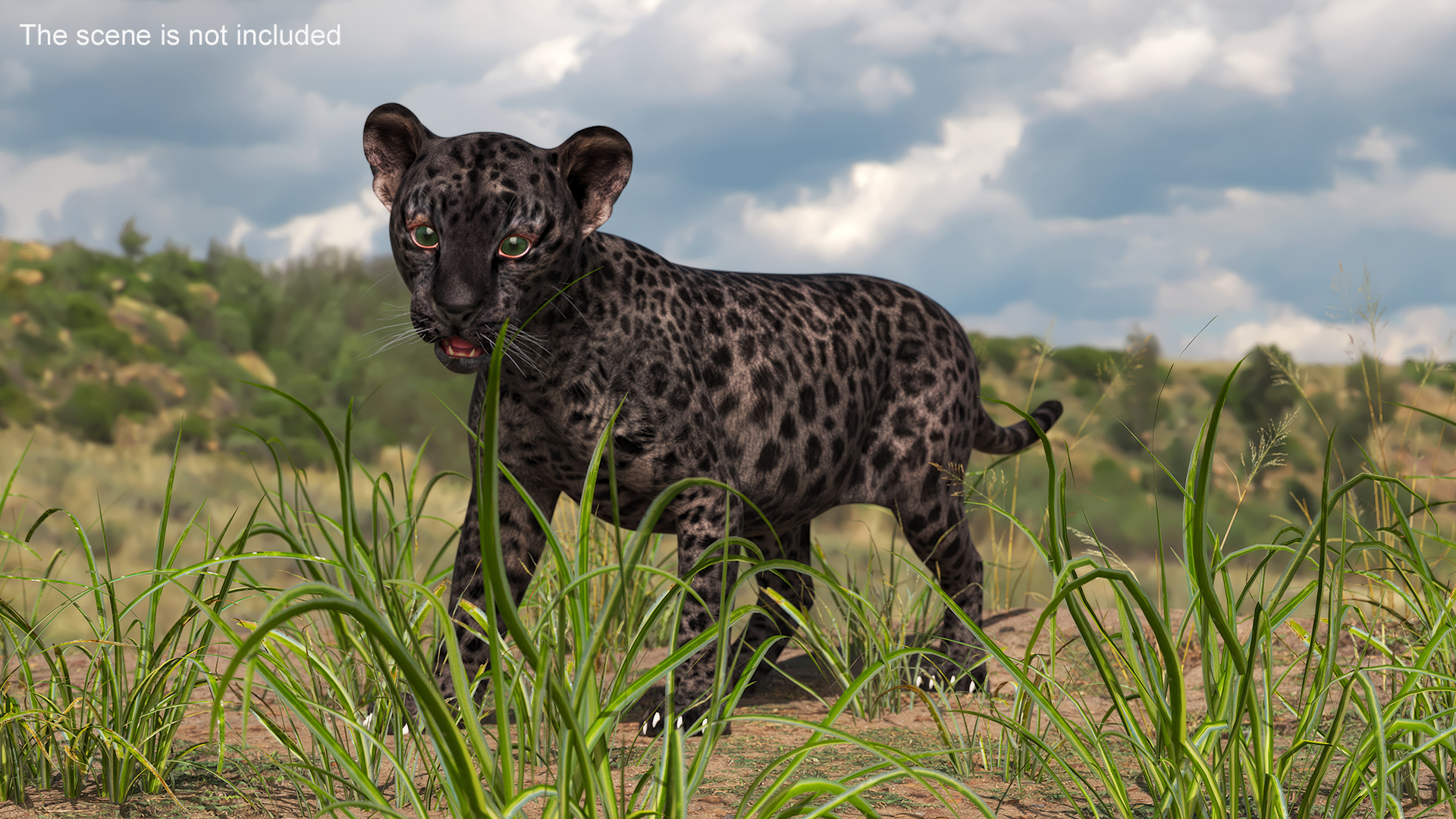 Baby Black Leopard Cub 3D