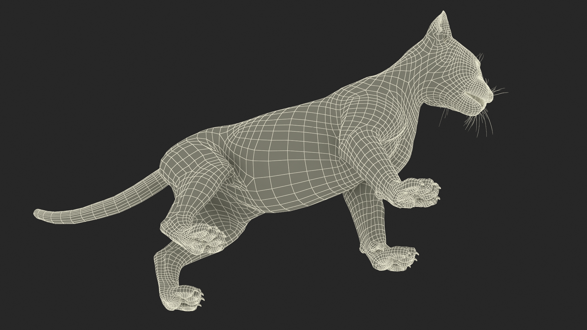 Baby Black Leopard Cub 3D