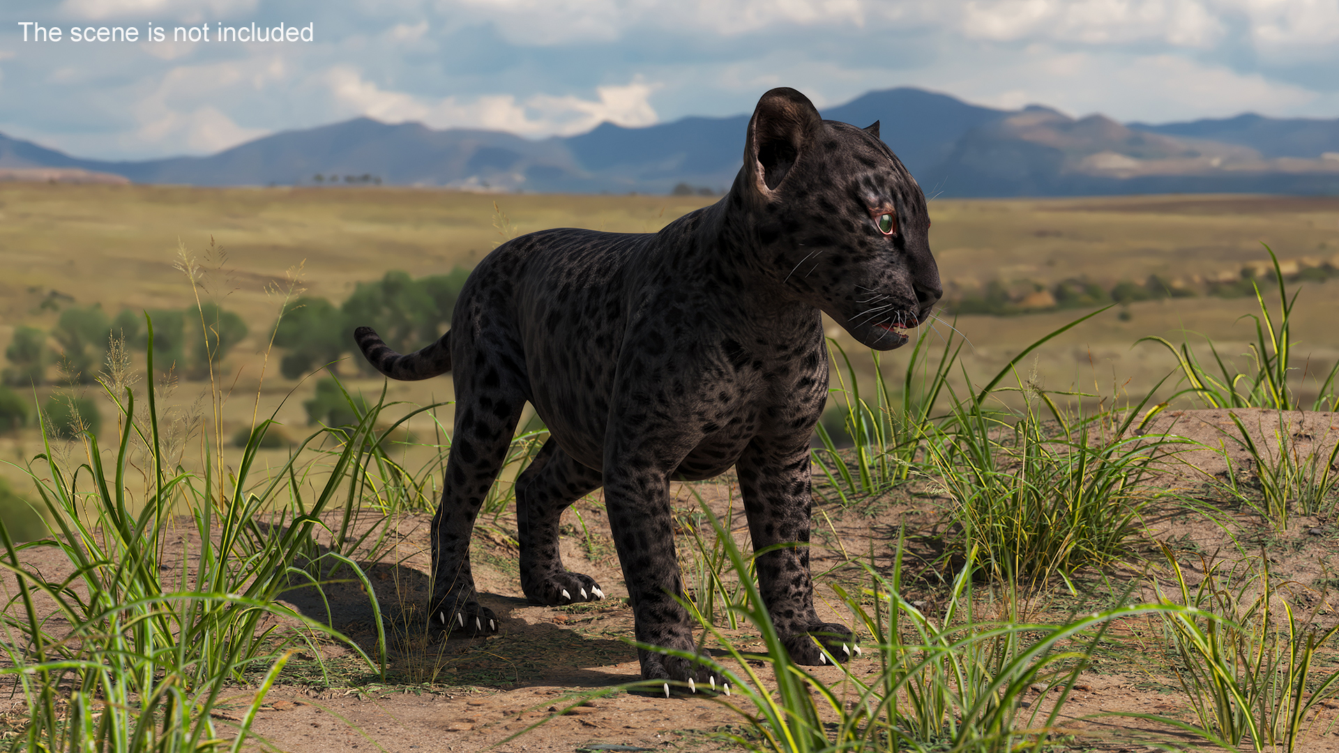 Baby Black Leopard Cub 3D
