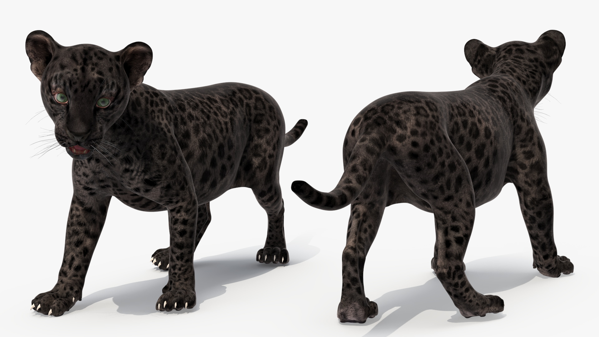 Baby Black Leopard Cub 3D