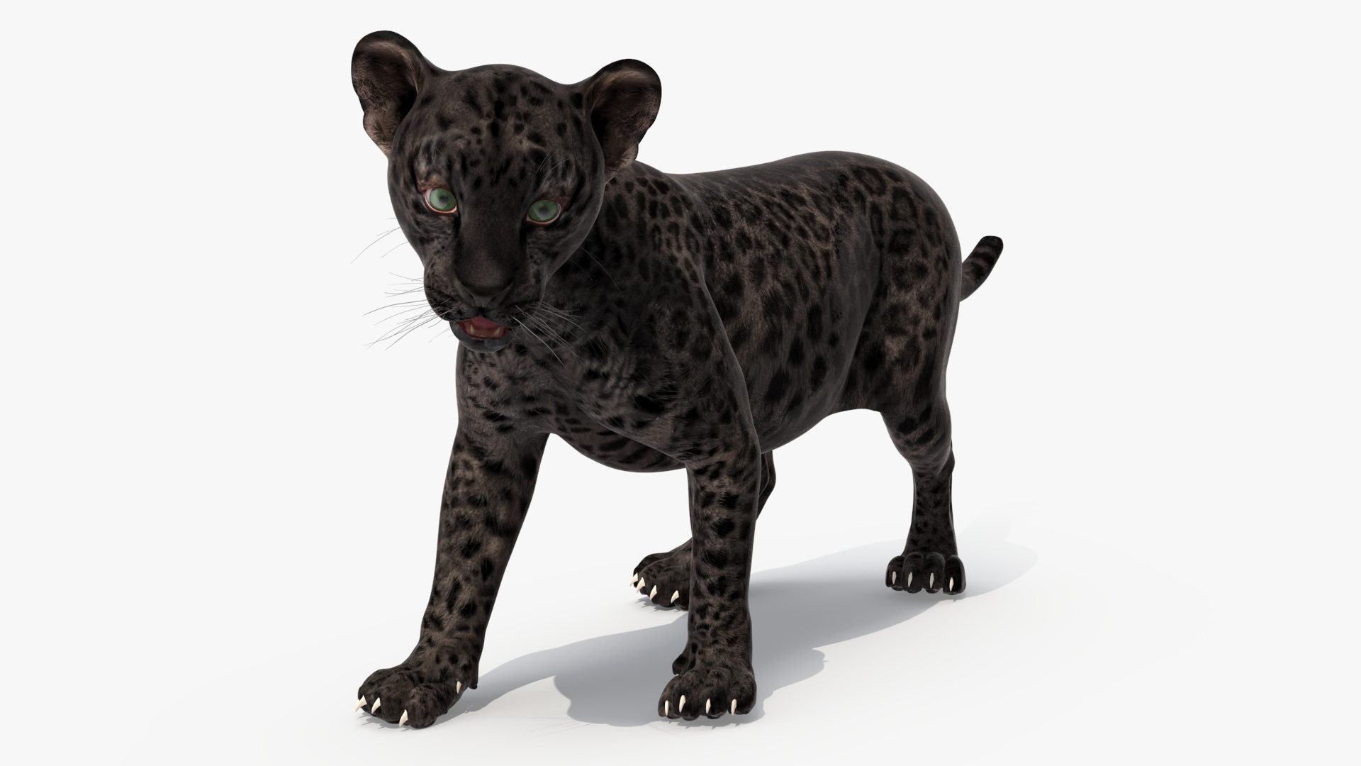 Baby Black Leopard Cub 3D