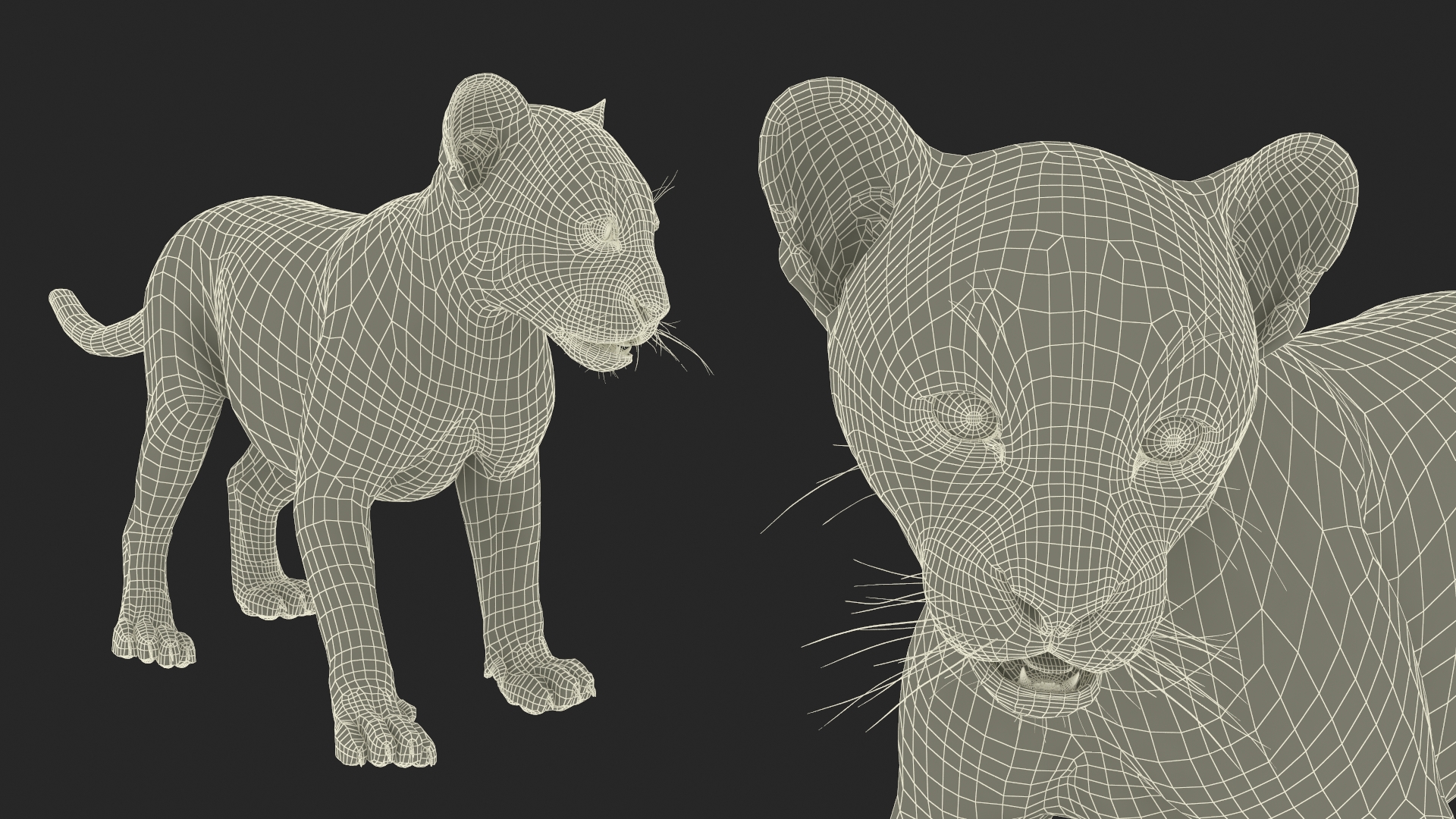 Baby Black Leopard Cub 3D