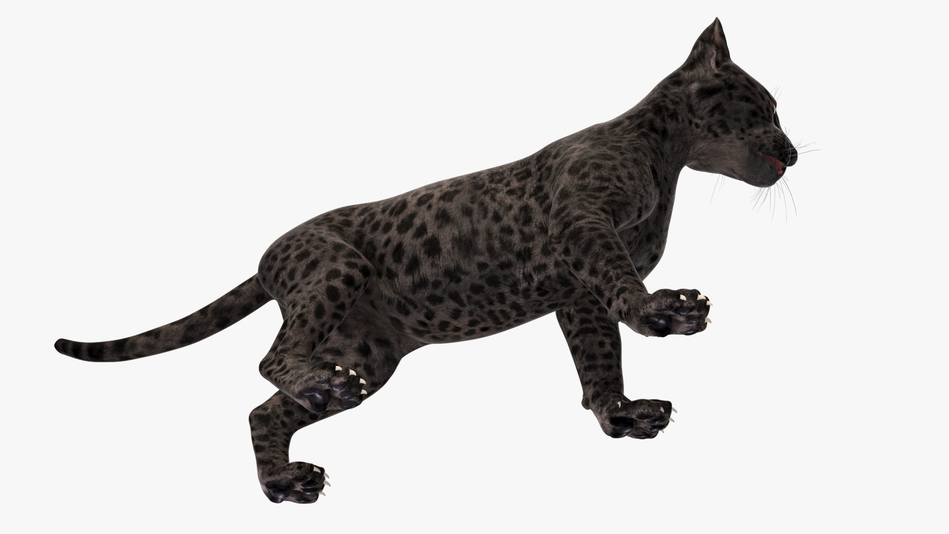 Baby Black Leopard Cub 3D