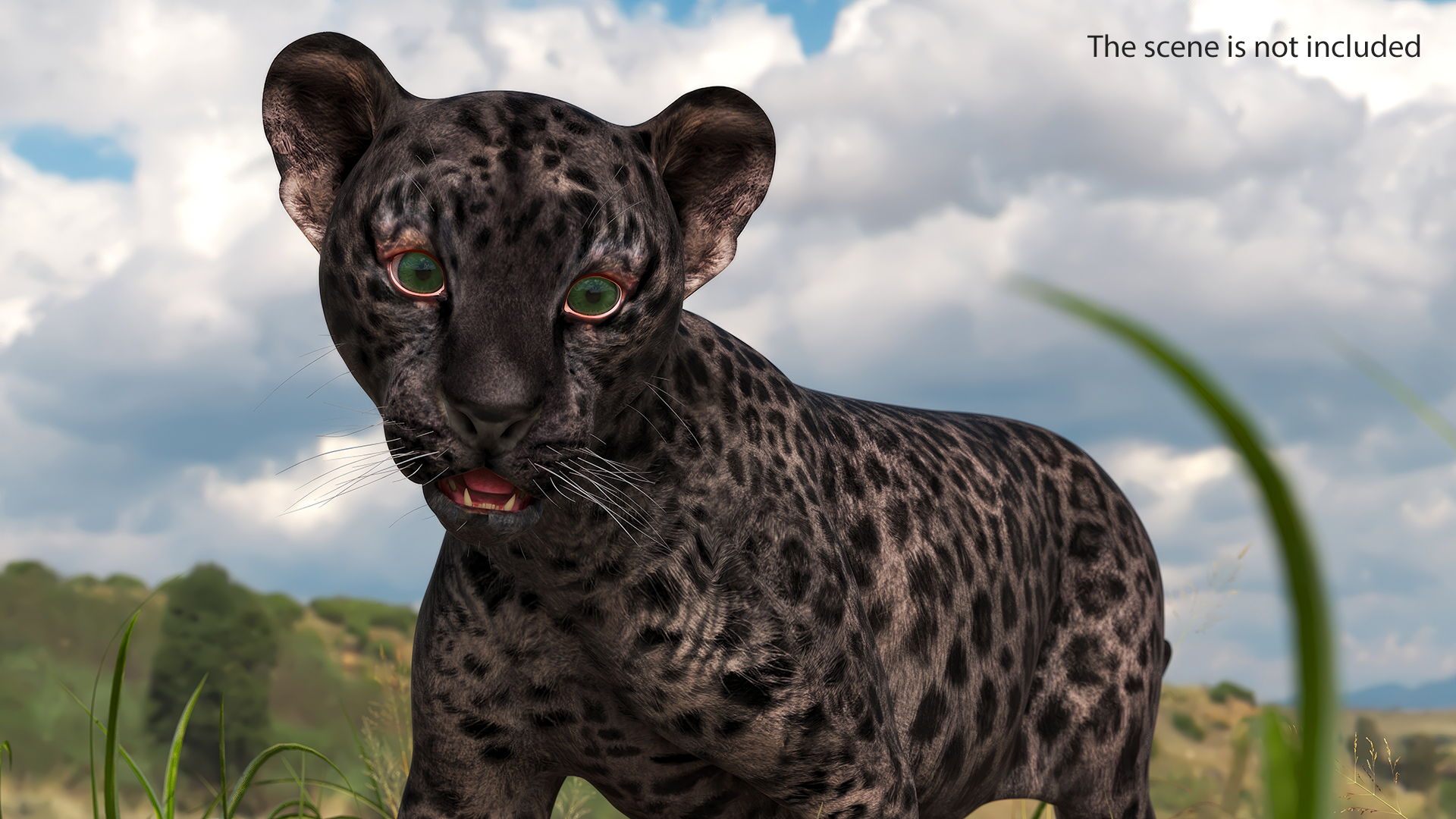Baby Black Leopard Cub 3D