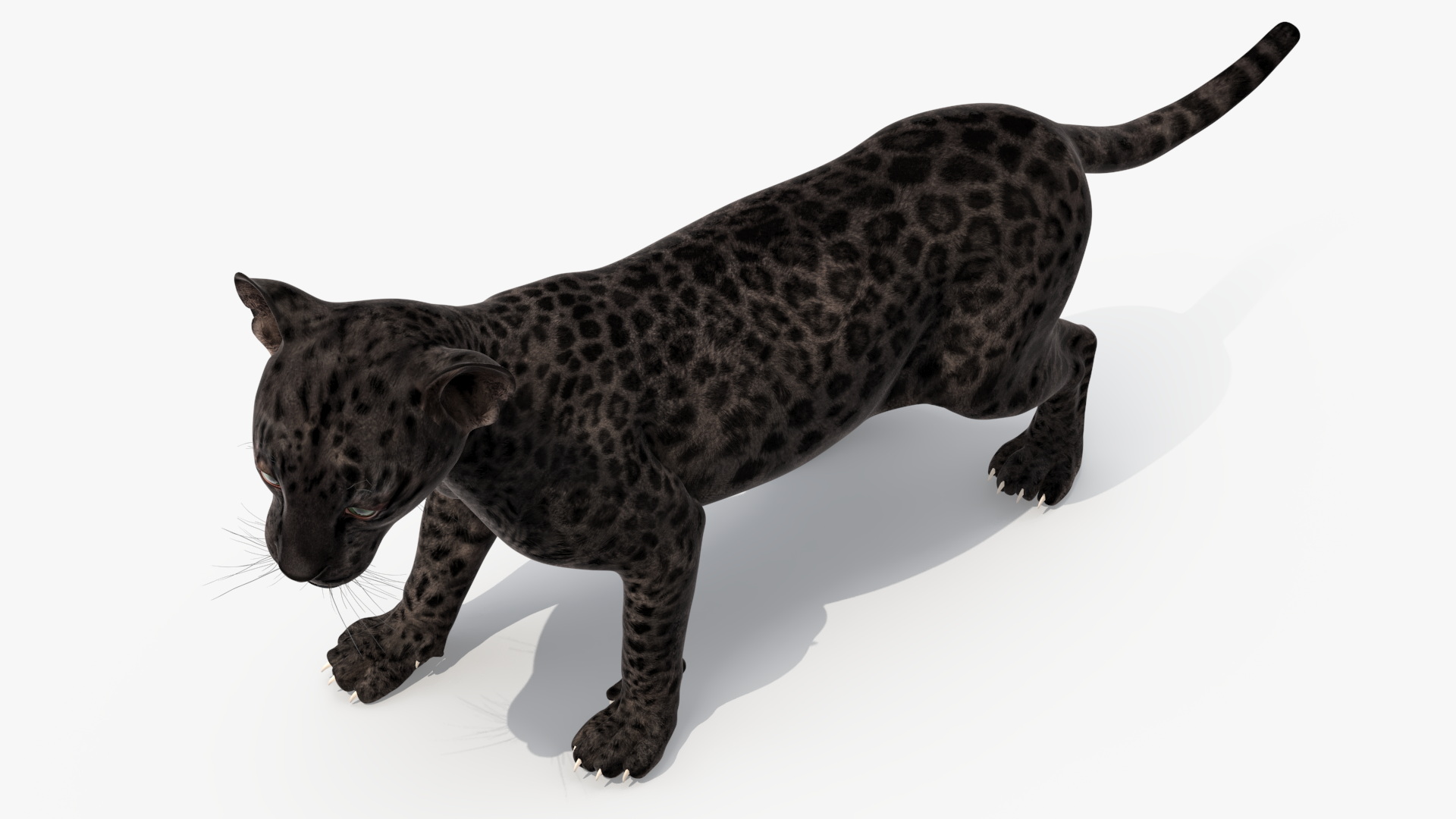 Baby Black Leopard Cub 3D