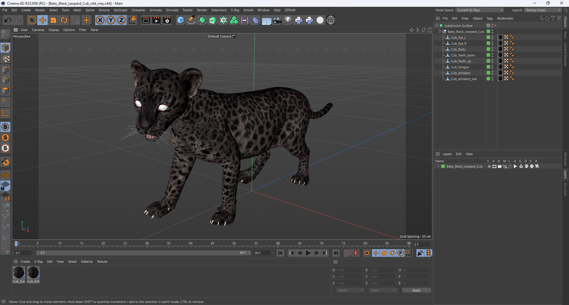 Baby Black Leopard Cub 3D