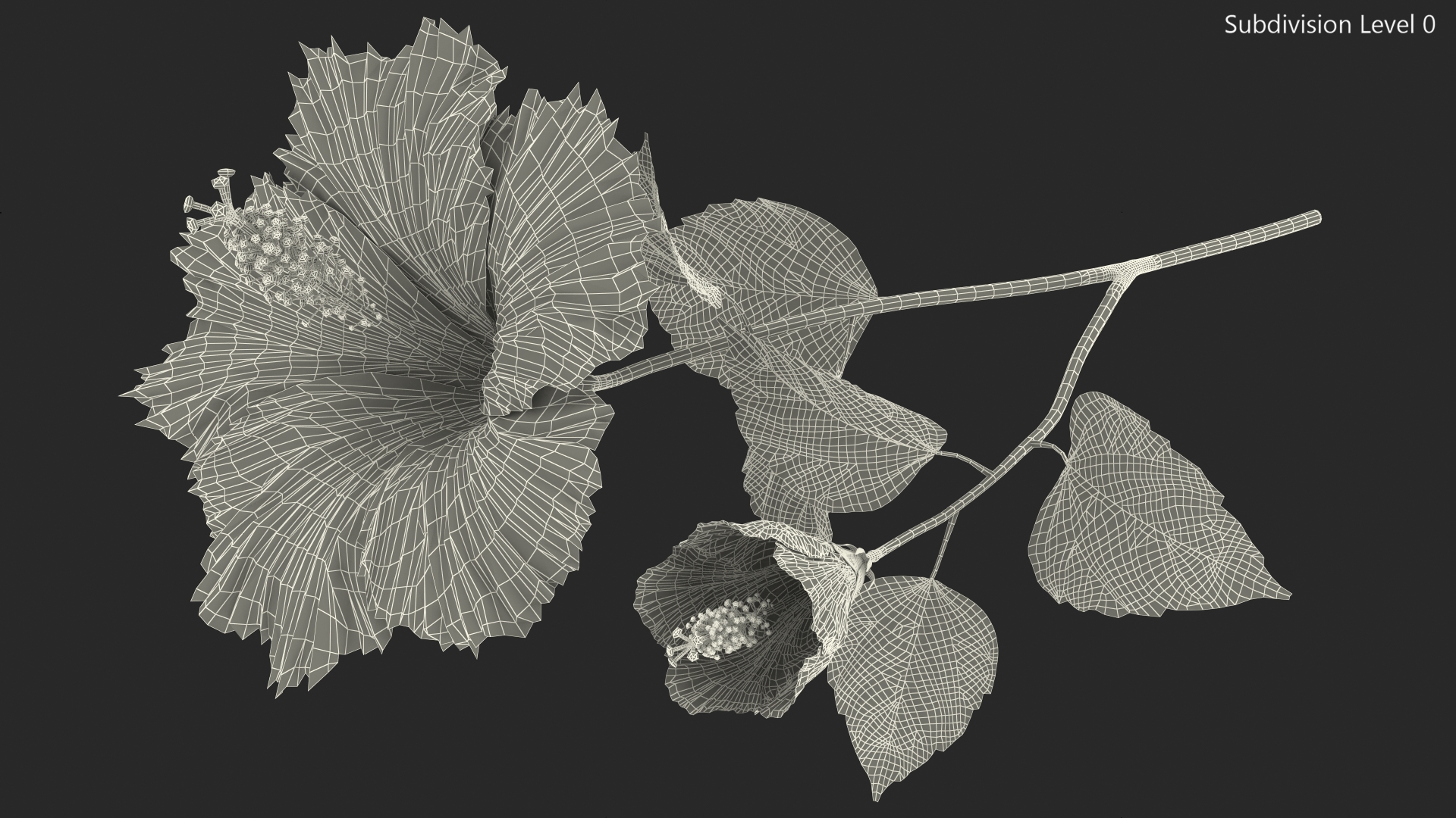 3D model Flowering Hibiscus Stem Orange