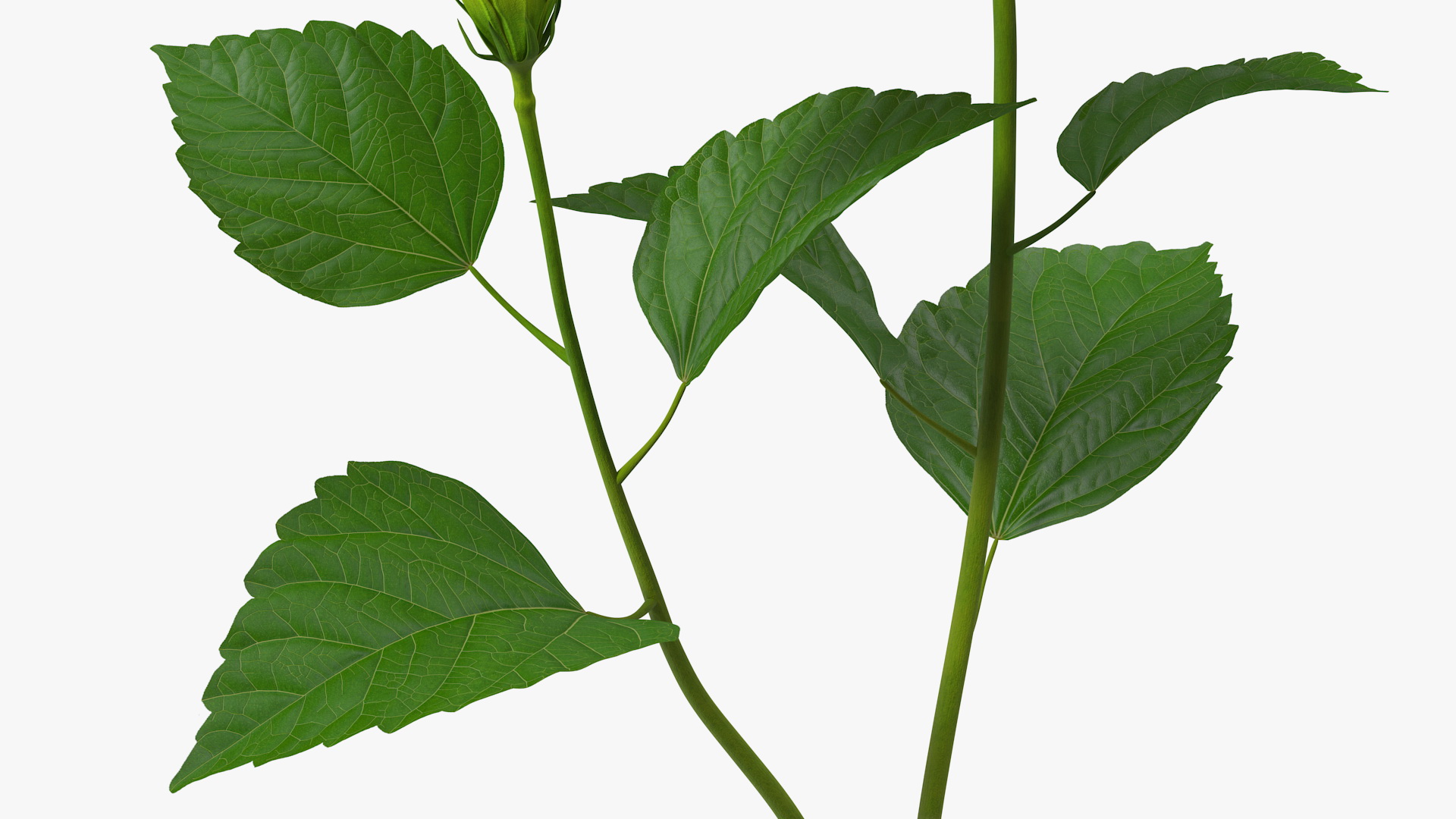 3D model Flowering Hibiscus Stem Orange