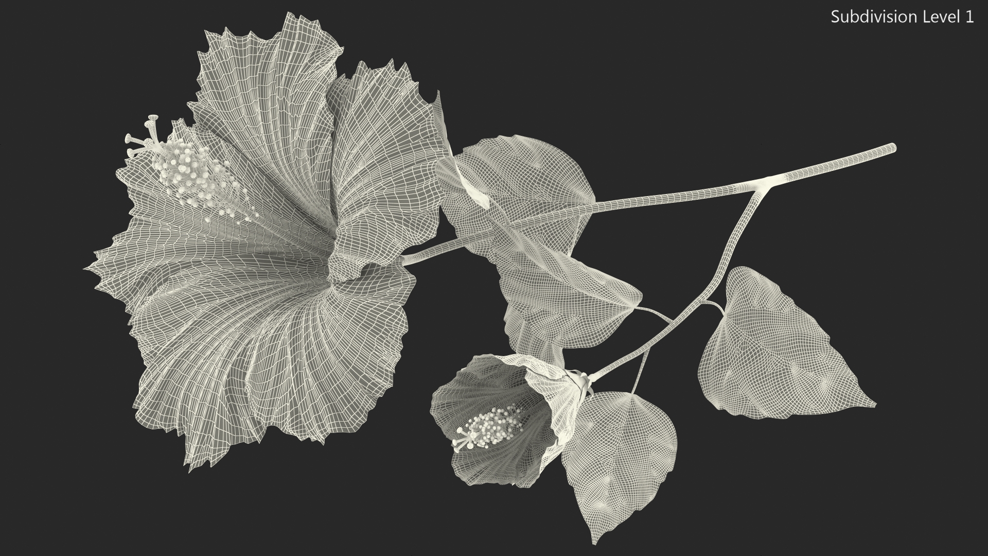 3D model Flowering Hibiscus Stem Orange