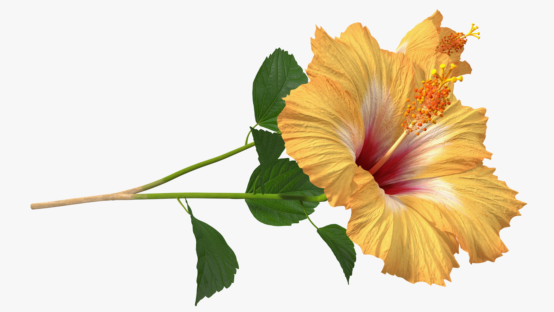 3D model Flowering Hibiscus Stem Orange