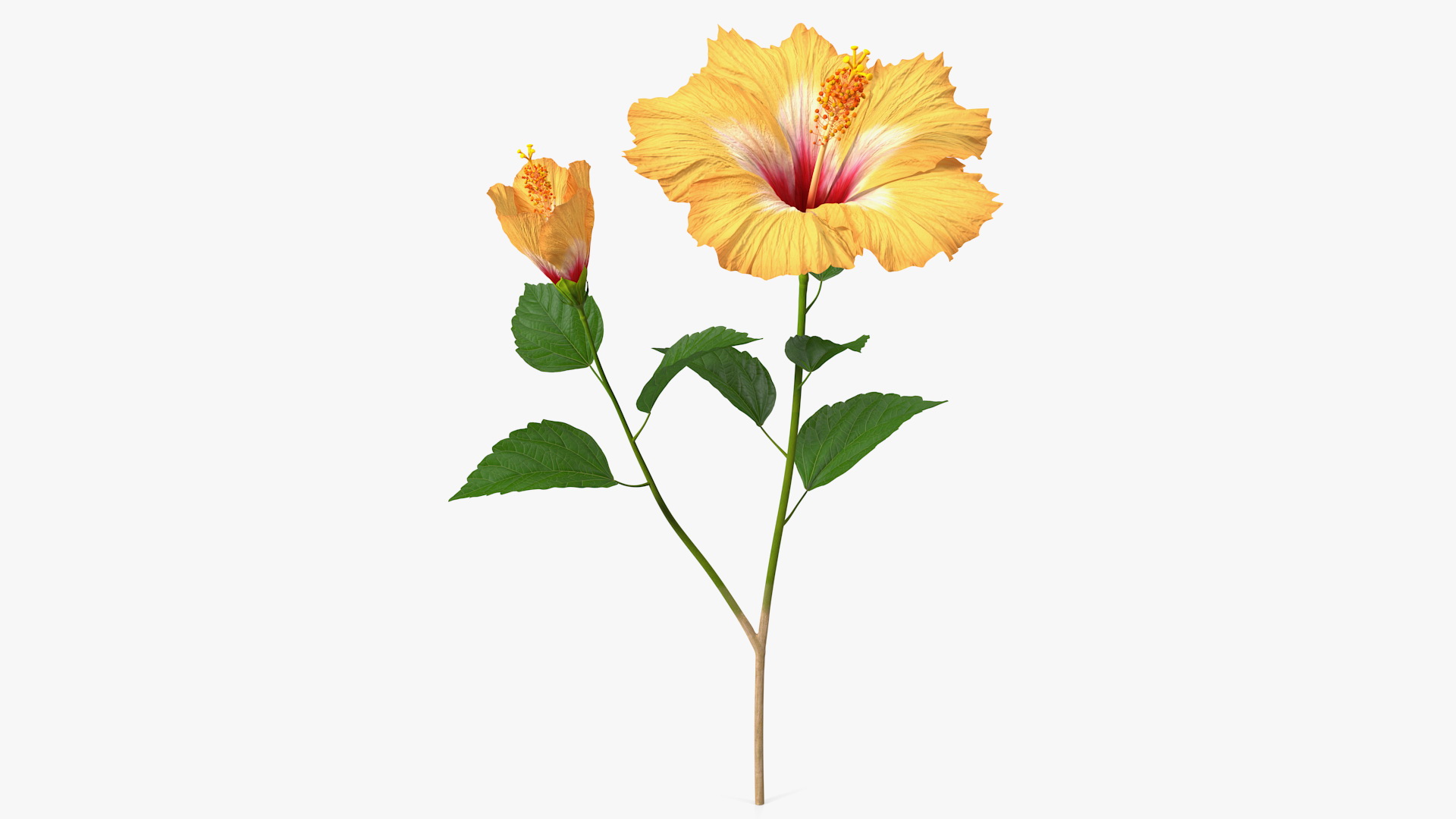 3D model Flowering Hibiscus Stem Orange