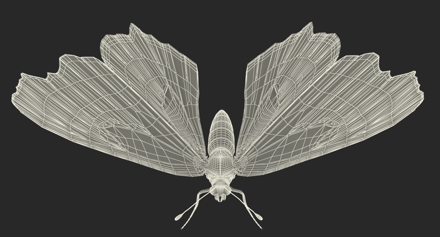 3D European Peacock Butterfly Rigged model