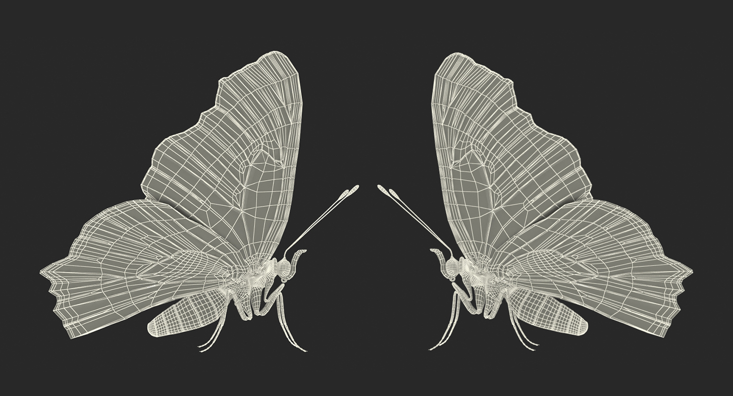 3D European Peacock Butterfly Rigged model