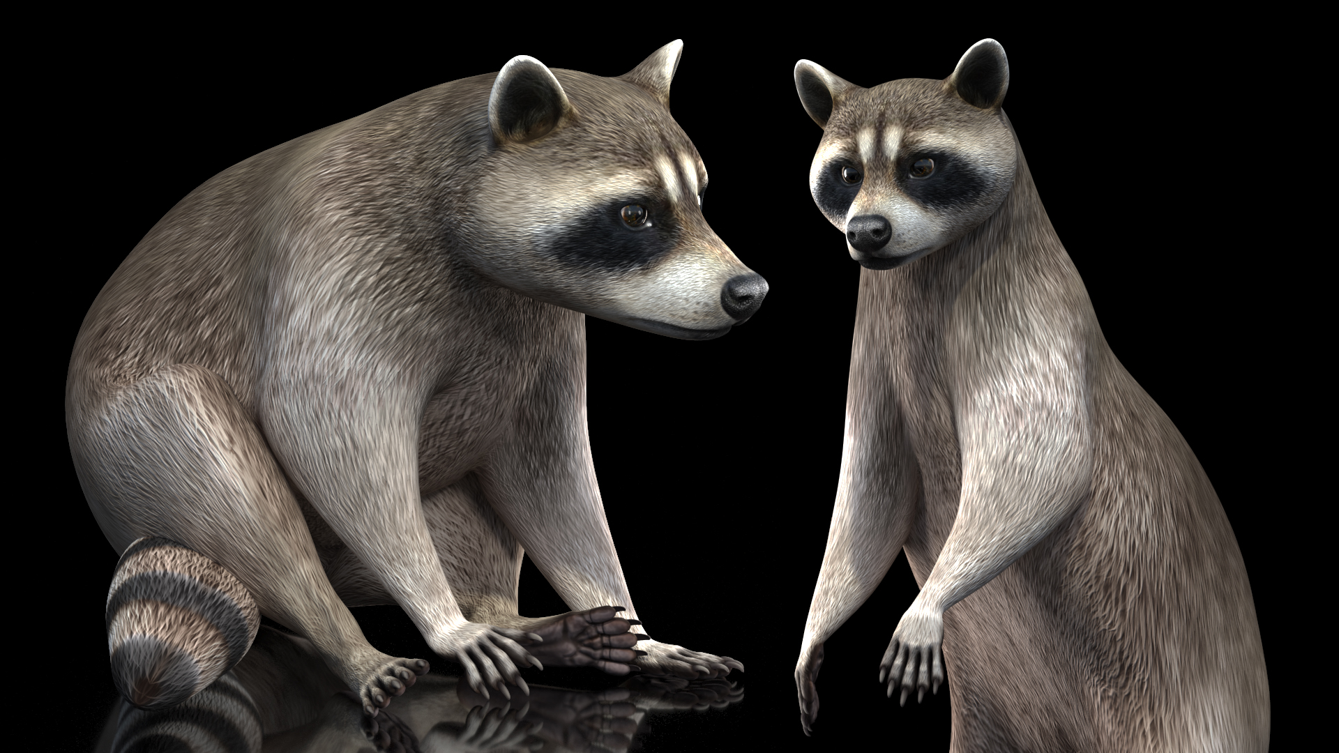 Raccoon Rigged 3D model