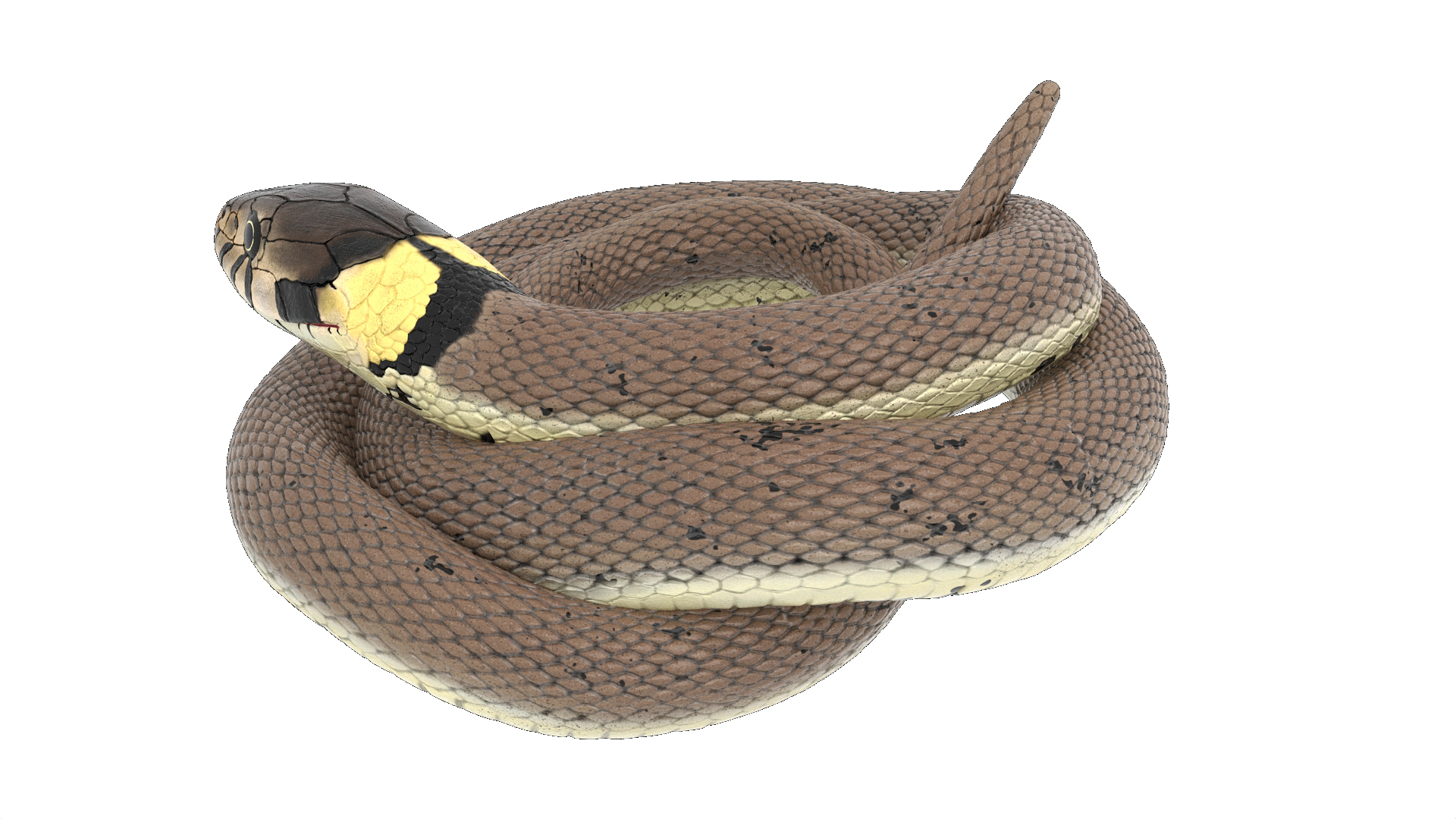 Natrix Natrix Rigged for Cinema 4D 3D model