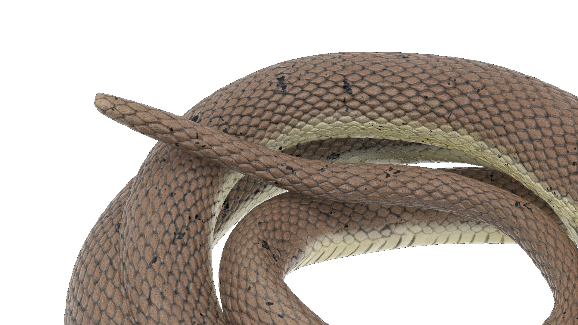 Natrix Natrix Rigged for Cinema 4D 3D model