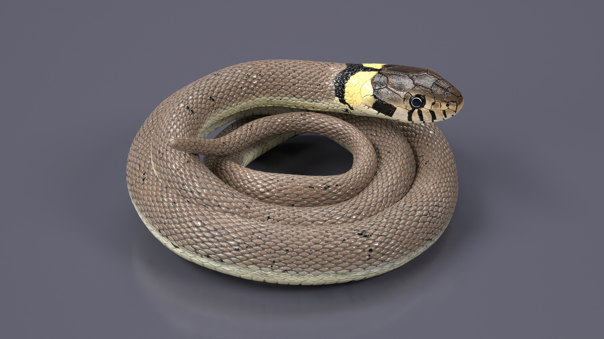 Natrix Natrix Rigged for Cinema 4D 3D model
